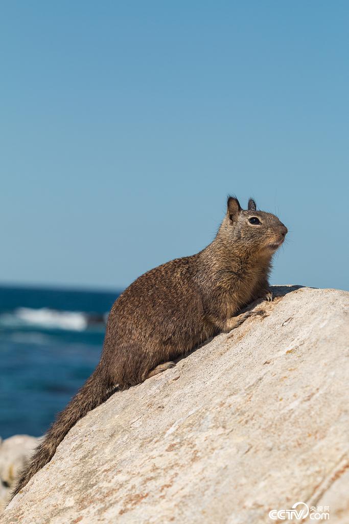 松鼠大战毒蛇结果你想不到！