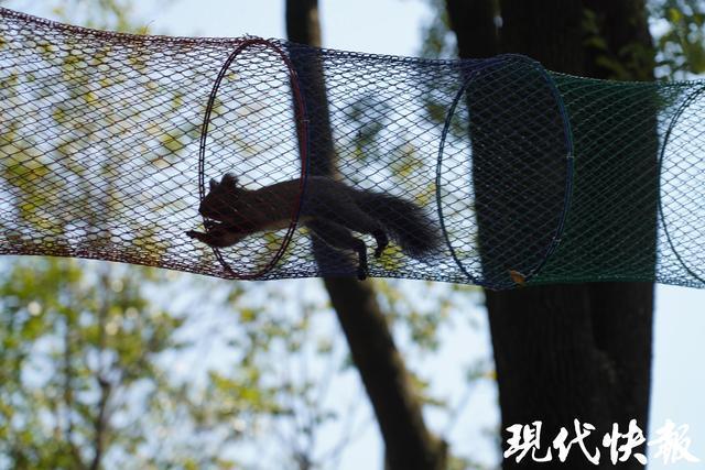 黑魔王松鼠和“丁满”入住扬州动物园
