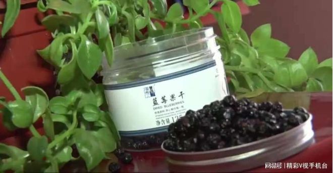 精彩V视美丽乡村行专辑：小小蓝莓果托起致富梦（文：钱海霞）